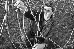 Vipavska dolina, Bukovica